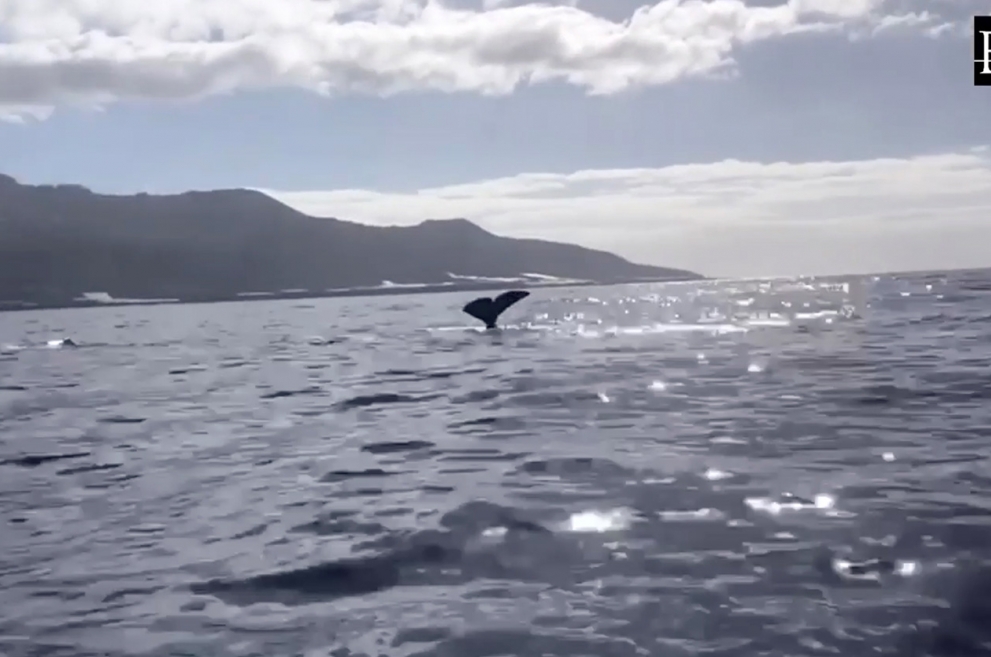 Las ballenas se pasean por la costa de Fuencaliente